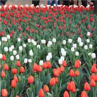 唯美好看郁金香微信头像