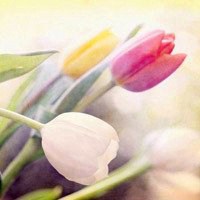 唯美好看郁金香微信头像