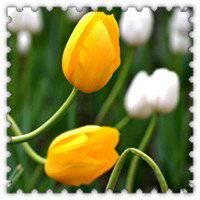 唯美好看郁金香微信头像