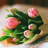 唯美好看郁金香微信头像