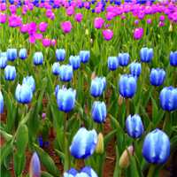 唯美好看郁金香微信头像