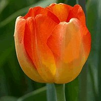 唯美好看郁金香微信头像