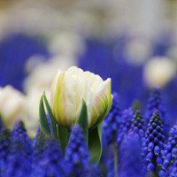 唯美好看郁金香微信头像