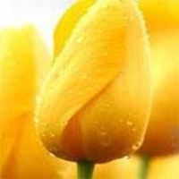 唯美好看郁金香微信头像