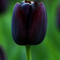 唯美好看郁金香微信头像