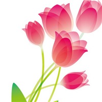 唯美好看郁金香微信头像