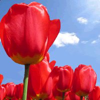 唯美好看郁金香微信头像