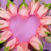 唯美好看郁金香微信头像