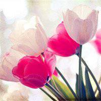 唯美好看郁金香微信头像