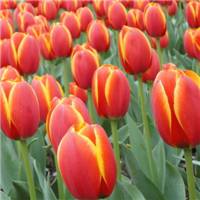 唯美好看郁金香微信头像