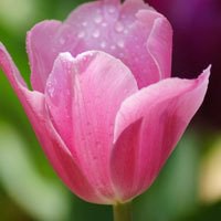 唯美好看郁金香微信头像