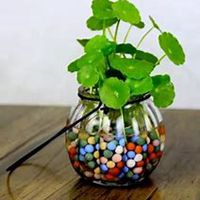 唯美好看金钱草微信头像