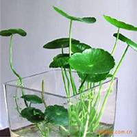 唯美好看金钱草微信头像