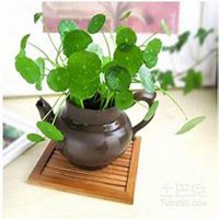 唯美好看金钱草微信头像