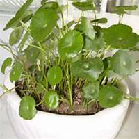 唯美好看金钱草微信头像