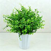 唯美好看金钱草微信头像