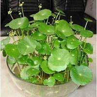 唯美好看金钱草微信头像