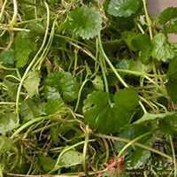 唯美好看金钱草微信头像