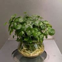 唯美好看金钱草微信头像