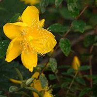 唯美好看金钱草微信头像