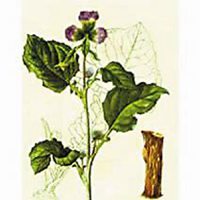 唯美好看金钱草微信头像