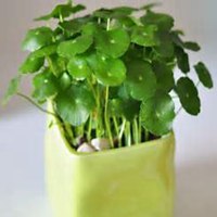 唯美好看金钱草微信头像