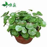 唯美好看金钱草微信头像