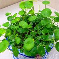 唯美好看金钱草微信头像