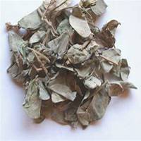 唯美好看金钱草微信头像