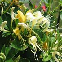 唯美好看金银花微信头像