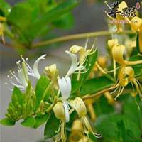 唯美好看金银花微信头像