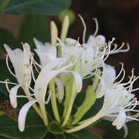 唯美好看金银花微信头像