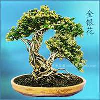 唯美好看金银花微信头像