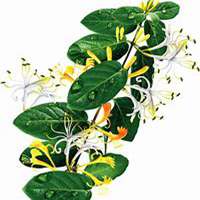 唯美好看金银花微信头像