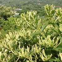 唯美好看金银花微信头像