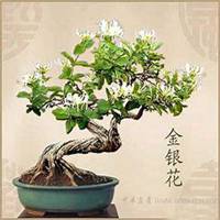 唯美好看金银花微信头像