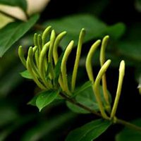 唯美好看金银花微信头像