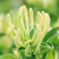 唯美好看金银花微信头像