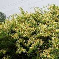 唯美好看金银花微信头像