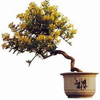 唯美好看金银花微信头像