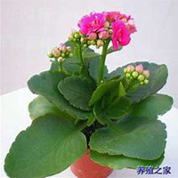 唯美好看长寿花微信头像