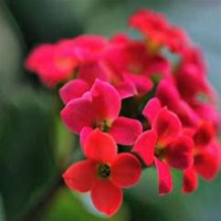 唯美好看长寿花微信头像