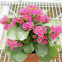 唯美好看长寿花微信头像