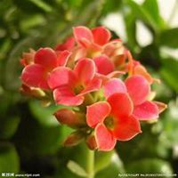 唯美好看长寿花微信头像