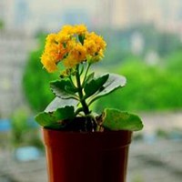 唯美好看长寿花微信头像