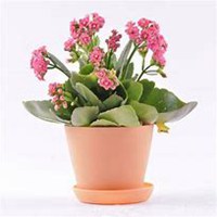 唯美好看长寿花微信头像