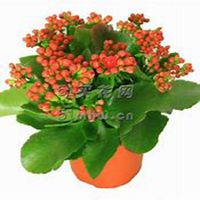 唯美好看长寿花微信头像