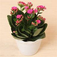 唯美好看长寿花微信头像