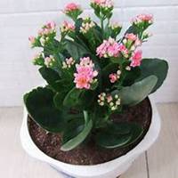 唯美好看长寿花微信头像