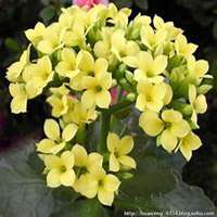 唯美好看长寿花微信头像